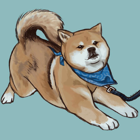Shiba